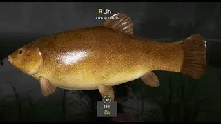 Russian Fishing 4 S2Ep12 Old Burg (Stary Gr&oacute;d) Trophy Tench (Lin) Spot