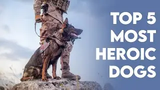 Top 5 Most Heroic Dogs- Tales of Courage and Bravery