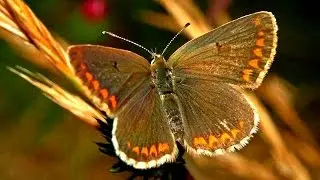 Butterflies of Europe