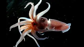 Facts: The Cockeyed Squid