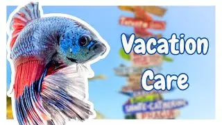 Keep Your Betta Healthy On Vacation!