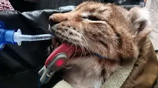 Что случилось с рысью?