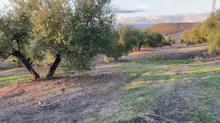 SOLUCIÓN INTEGRAL PARA EL CONTROL DE CÁRCAVAS CON DIQUES Y CUBIERTAS VEGETALES AUTÓCTONAS.