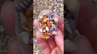 Tiny Seashell Treasures! 🐚✨ #Beachcombing #Seashells #BeachFinds #NatureLover #OceanVibes #Tiny