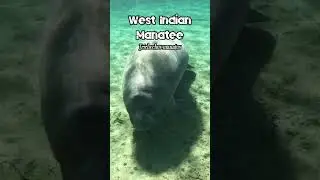 West Indian Manatee (Trichechus manatus)