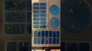 Using Heat Mat To Cure Dominos | Epoxy Resin