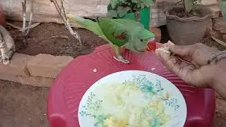 FEEFING  PARROTS   FOOD