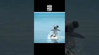 Sea otter ＆ Koala - MOGMOG PLANET Observation Diary | It's Anime #shorts #anime #animals