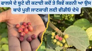 ਫਾਲਸੇ ਦੇ ਬੂਟੇ ਕਟਾਈ ਤੇ ਸਾਂਭ ਸੰਭਾਲ ਲਈ ਕੁਝ ਜਰੂਰੀ ਗੱਲਾਂ#phalsa#fruit
