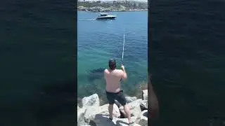 Kelp Bass Reverse Uno