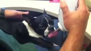 Boston Terrier Mini Wheat's First 2 Weeks Recovery from FCE - A MIRACLE!