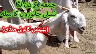Nasli janwaroon ka mela - bhains colony mandi 2020 - bhains colony bakra mandi