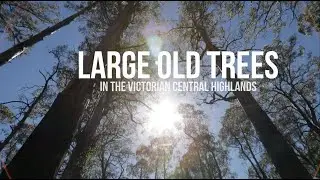 Large old trees in the Victorian Central Highlands