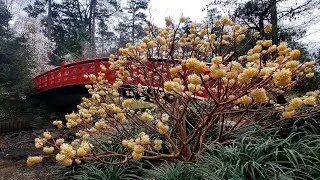 Edgeworthia (paper bush) Fragrant flowers,  flores con fragancia
