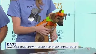 Local Animal Shelter To Host A 