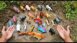 🦁🦖 Muddy Animals & Dinosaurs! Fun Mud Bath & Clean Up  Kids Educational Video