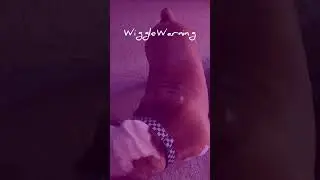The Paw Print Melodies - Wiggle Warning (Official Audio)
