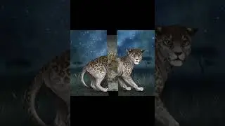 леопон