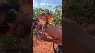 Frilled Neck Lizard chases a French man and climbs on his body in outback Australia! #wildanimals