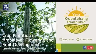 Crop Nutrition in Ampalaya (Flowering and Fruit Development)