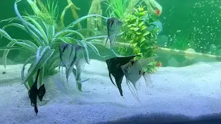 My 4 feet Angel Fish tank setup | Hindi | एंजल मछली के लिये नये ४ फीट का एक्वेरियम