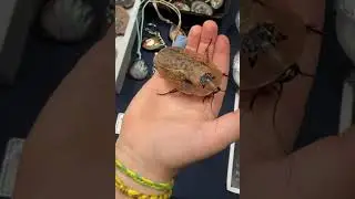 Beautiful Brazilian Giant Cockroach in my daughter&rsquo;s hand 🙈 ~ 8 cm 🙂