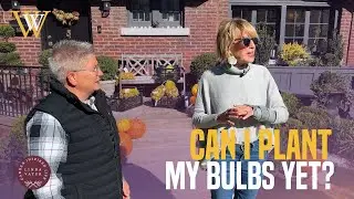 Могу ли я уже сажать весенние луковичные растения?!