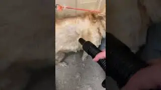 Husky is getting its undercoat blown out 😲 (🎥: BViral)