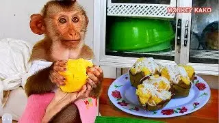 Baby Monkey Kako Eating Sweet Toddy Palm Cakes