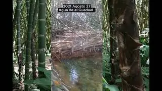 2021 Agosto 27. Ag&uuml;ita del Guadual