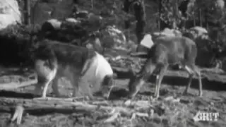 Lassie stunts ep 30 Various wild animals 2