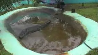 How captivity killed Lolong