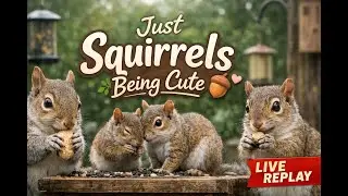 Just Squirrels Being Cute 🐿️ | Cozy Backyard Live Replay.   #squirrel #cuteanimals #cute #nature