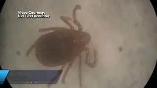 Tick new to Southern New England reproduces without mating
