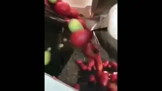 tomato sorting machine