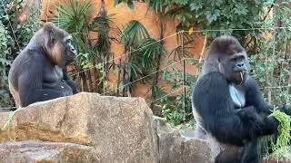 gorilla 大好きなモモコとご飯を食べるハオコ【2025年‎12月10日】【上野動物園】ゴリラ💗