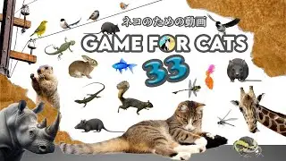 CAT Games | Mouse, String, Bird, Frog GAME FOR CATS 33 | 2 HOURS 🐝🐞🦋🦎🦜🐜🐭🐙🐹🐠 [Brave Man]