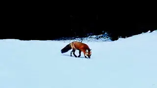Red Fox: Behavior (6 February 2024)