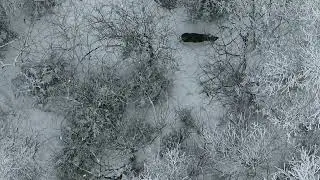 Gyvūnų paieška su dronu termovizoriumi DJI MAVIC 3T ( animal rescue with a thermal imager)