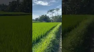 Тропа художников, Убуд, Бали | Artist&rsquo;s Trail, Ubud, Bali | Jalur Seniman, Ubud, Bali🌞#shorts
