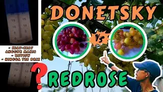 DONETSKY VS REDROSE‼️ INI KIAT SUKSESNYA MEMBUAHKAN ANGGUR MANIS || REVIEW & TES BRIX BUAH ANGGUR