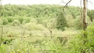 4k Wetlands with Redwing Blackbird Sounds, Wetlands,  Virginia,  Relaxation,  Pond