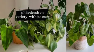 Philodendron variety with its care | Hanging plants