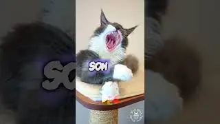 😼 Epic Cat Battle | Father VS Son | Maine Coon Cat #erb