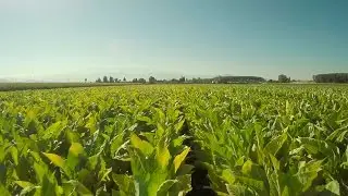 Campaña de Tabaco en Granada