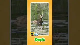 Duck Sound for Kids 🦆 | Quack Quack Fun!