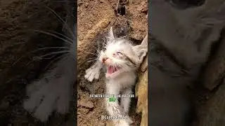 Lonely Cat's Journey: From Abandoned Ruins to a Loving Home #catrescue #heartwarminganimals