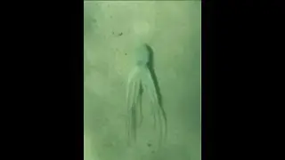 Giant white octopus squirts ink