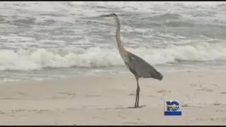 beach conditions show signs of tropical wave