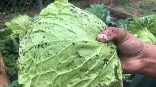 My First Savoy Cabbage Harvest